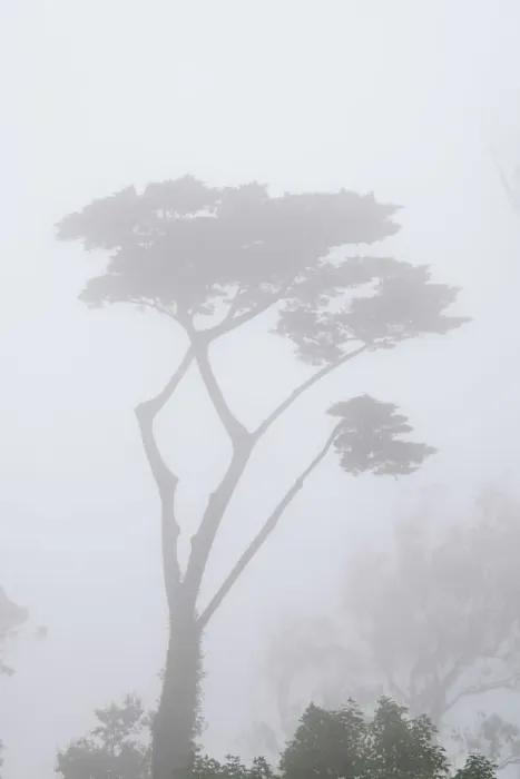 Framed Print : A cypress on the mountain on a misty day. Sintra Cascais Nature Park Framed Print : A cypress on the mountain on a misty day. Sintra Cascais Nature Park