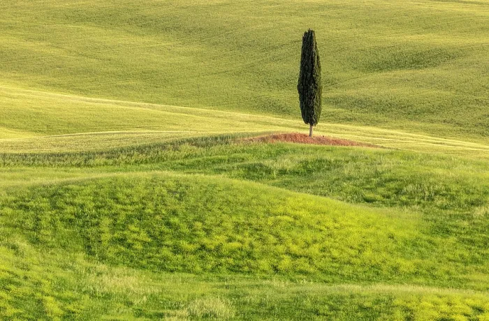 Framed Print : Cypress tree and green field, Val d'Orcia, near Pienza, Tuscany, Italy Framed Print : Cypress tree and green field, Val d'Orcia, near Pienza, Tuscany, Italy