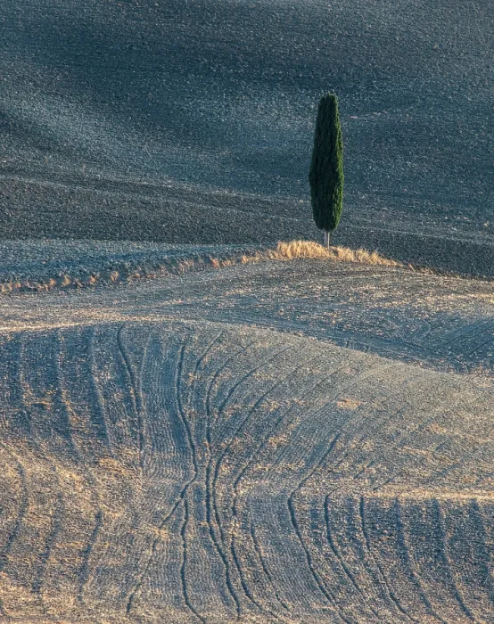 Framed Print : Cypress tree and ploughed fields in late summer, Val d'Orcia, Tuscany, Italy Framed Print : Cypress tree and ploughed fields in late summer, Val d'Orcia, Tuscany, Italy