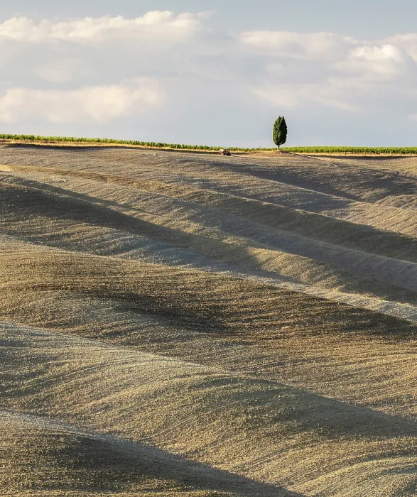 Framed Print : Cypress tree and ploughed fields in late summer, Val d'Orcia, Tuscany, Italy Framed Print : Cypress tree and ploughed fields in late summer, Val d'Orcia, Tuscany, Italy