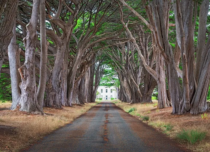 Framed Print : Cypress Tree Tunnel, Point Reyes National Seashore, Pacific Coast of Marin County, Point Reyes, California, USA Framed Print : Cypress Tree Tunnel, Point Reyes National Seashore, Pacific Coast of Marin County, Point Reyes, California, USA