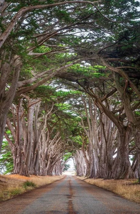 Framed Print : Cypress Tree Tunnel, Point Reyes National Seashore, Pacific Coast of Marin County, Point Reyes, California, USA Framed Print : Cypress Tree Tunnel, Point Reyes National Seashore, Pacific Coast of Marin County, Point Reyes, California, USA