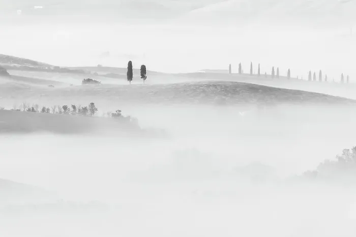 Framed Print : Cypress trees appearing through the sea of fog in the rolling hills of Tuscany. Val d'Orcia, Italy Framed Print : Cypress trees appearing through the sea of fog in the rolling hills of Tuscany. Val d'Orcia, Italy