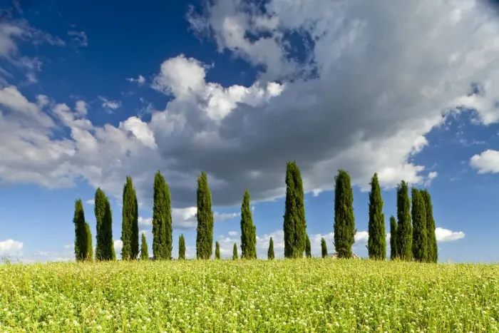 Framed Print : Cypress Trees in Field of Wildfowers, Val d Orcia, Tuscany, Italy Framed Print : Cypress Trees in Field of Wildfowers, Val d Orcia, Tuscany, Italy