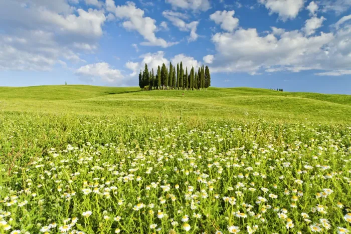 Framed Print : Cypress Trees in Field of Wildfowers, Val d Orcia, Tuscany, Italy Framed Print : Cypress Trees in Field of Wildfowers, Val d Orcia, Tuscany, Italy