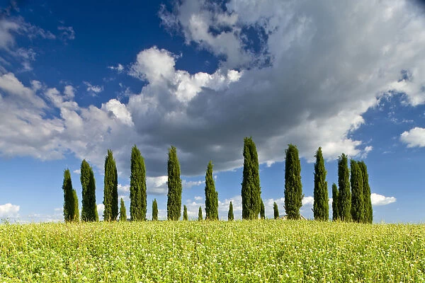 Cypress Trees in Field of Wildfowers, Val d Orcia, Tuscany, Italy