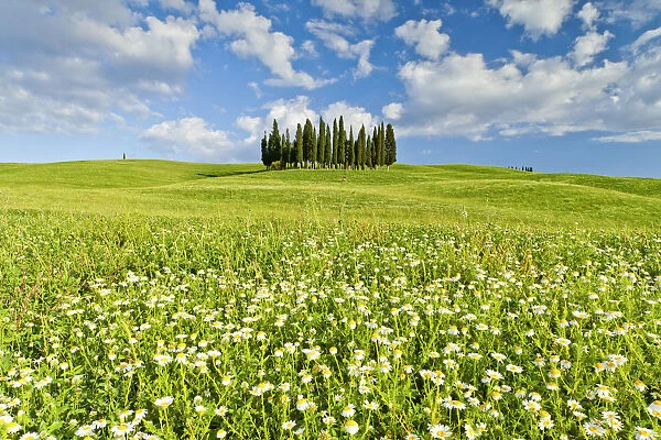 Cypress Trees in Field of Wildfowers, Val d Orcia, Tuscany, Italy