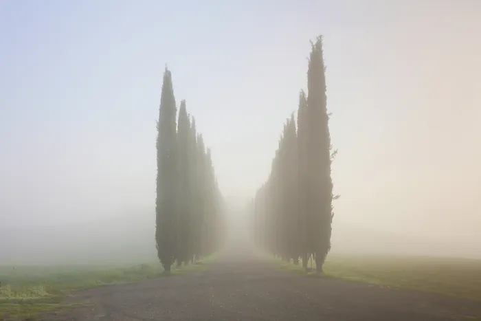 Framed Print : Cypress trees in the mist at dawn, Poggio Covili, Val d'Orcia, near San Quirico d'Orcia, Tuscany, Italy Framed Print : Cypress trees in the mist at dawn, Poggio Covili, Val d'Orcia, near San Quirico d'Orcia, Tuscany, Italy