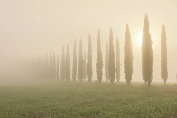 Framed Print : Cypress trees in the mist at dawn, Poggio Covili, Val d'Orcia, near San Quirico d'Orcia, Tuscany, Italy Framed Print : Cypress trees in the mist at dawn, Poggio Covili, Val d'Orcia, near San Quirico d'Orcia, Tuscany, Italy