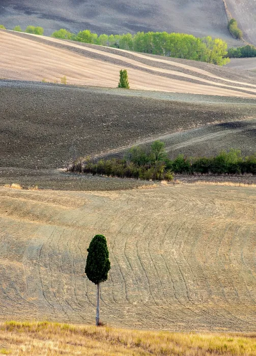 Framed Print : Cypress trees in ploughed fields in late summer, Val d'Orcia, Tuscany, Italy Framed Print : Cypress trees in ploughed fields in late summer, Val d'Orcia, Tuscany, Italy