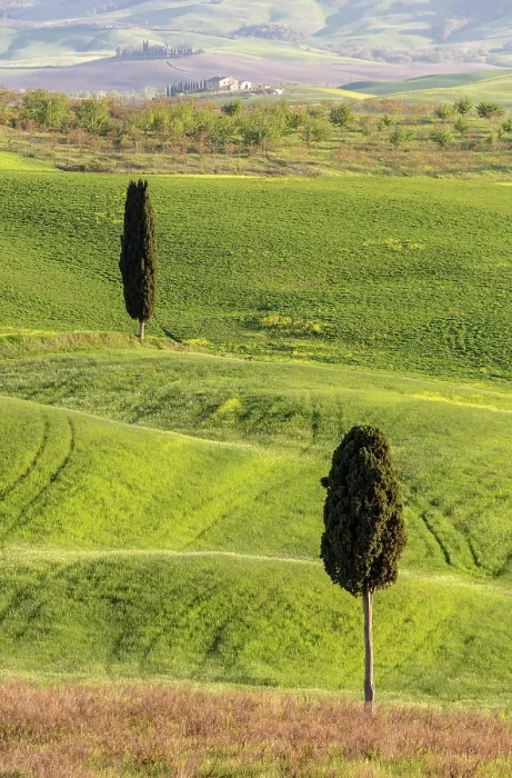 Framed Print : Cypress trees and rolling green fields, Val d'Orcia, near Pienza, Tuscany, Italy Framed Print : Cypress trees and rolling green fields, Val d'Orcia, near Pienza, Tuscany, Italy