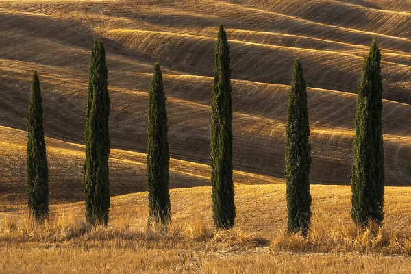 A few cypress trees and some rolling hills behind taking the last light of the day at the Podere Baccoleno, in Tuscany, Italy