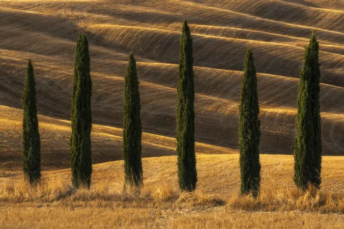 Framed Print : A few cypress trees and some rolling hills behind taking the last light of the day at the Podere Baccoleno, in Tuscany, Italy Framed Print : A few cypress trees and some rolling hills behind taking the last light of the day at the Podere Baccoleno, in Tuscany, Italy
