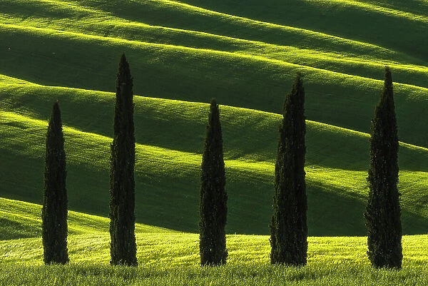 Cypress trees standing against the rolling hills during a spring sunset. Val d'Orcia, Tuscany, Italy