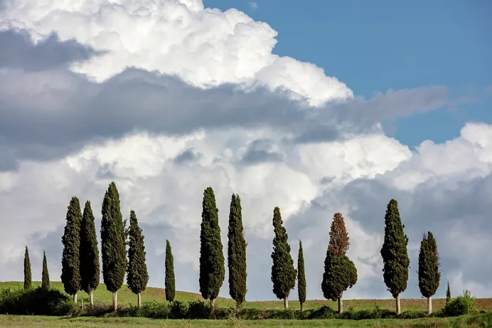 Framed Print : Cypress trees and stormy sky, La Foce, Val d'Orcia, Tuscany, Italy Framed Print : Cypress trees and stormy sky, La Foce, Val d'Orcia, Tuscany, Italy