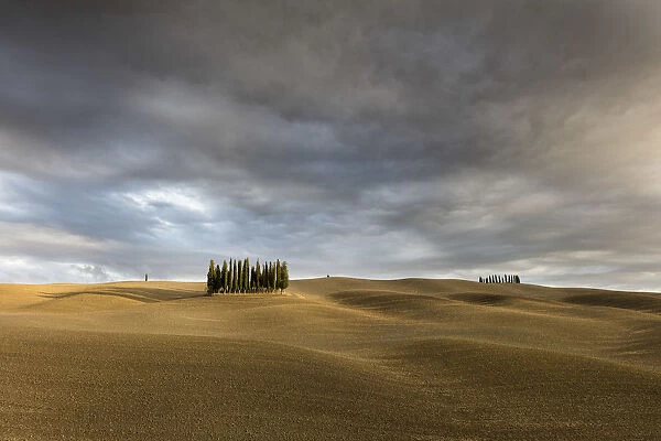 Cypress trees surrounded by ploughed fields with a stormy sky, Val d Orcia, Tuscany