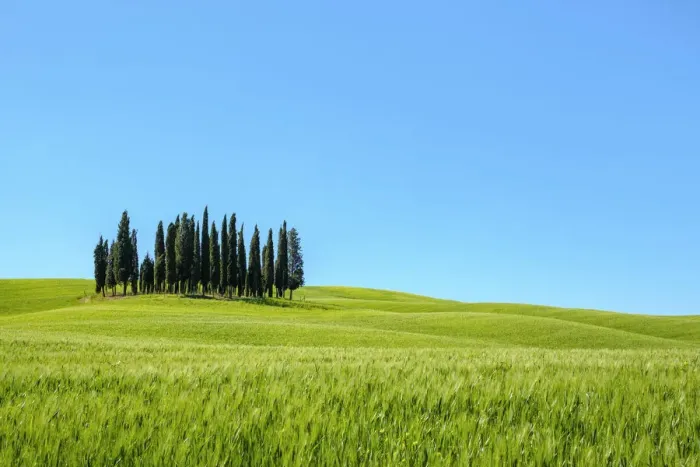 Framed Print : Cypress trees and Tuscan landscape in Val d Orcia, San Quirico d Orcia, Tuscany