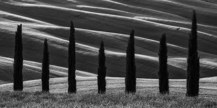 Framed Print : Cypress Trees, Tuscany, Italy Framed Print : Cypress Trees, Tuscany, Italy