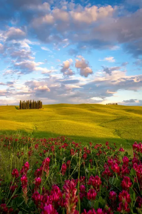 Framed Print : The cypress trees in the Val d Orcia, San Quirico d Orcia, Tuscany Framed Print : The cypress trees in the Val d Orcia, San Quirico d Orcia, Tuscany