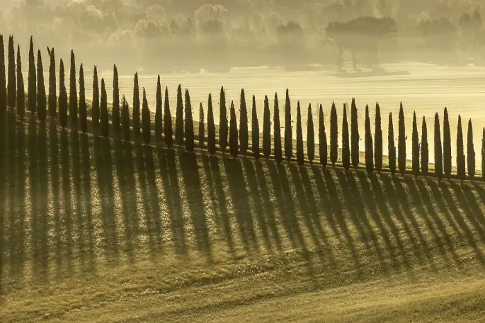Framed Print : Cypress TRees of Viale di cipressi near Bagno Vignoni, Val D'Orcia, Tuscany, Italy Framed Print : Cypress TRees of Viale di cipressi near Bagno Vignoni, Val D'Orcia, Tuscany, Italy