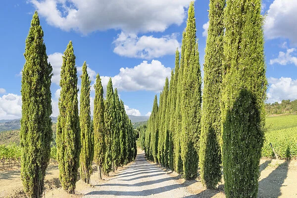 Cypresses avenue in the vineyards near Radda in Chianti, Chianti, Firenze District, Tuscany, Italy
