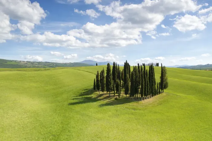 Framed Print : Cypresses of San Quirico d Orcia during a beautiful spring day, Siena province Framed Print : Cypresses of San Quirico d Orcia during a beautiful spring day, Siena province