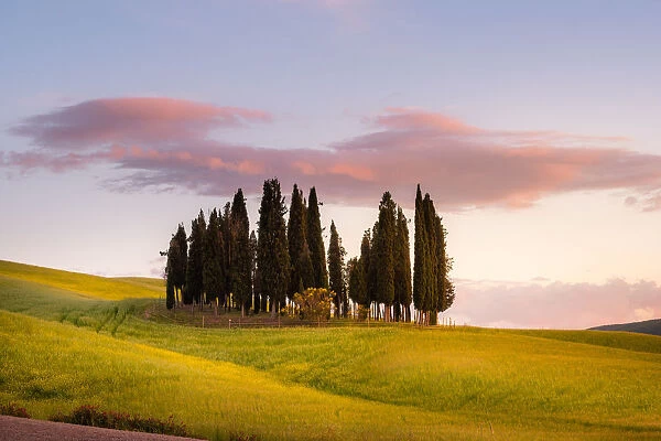 Cypresses at sunset in Orcia Valley. Siena district, Tuscany, Italy
