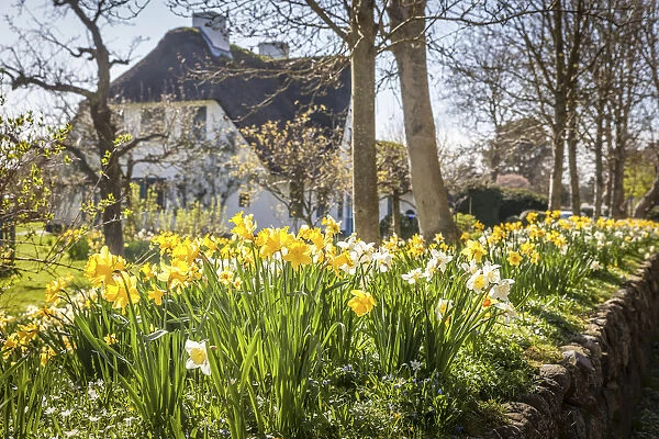 Daffodils on the frisian wall of a thatched-roof house in Keitum, Sylt, Schleswig-Holstein, Germany