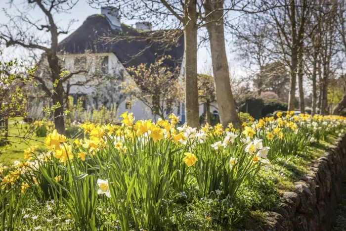 Framed Print : Daffodils on the frisian wall of a thatched-roof house in Keitum, Sylt, Schleswig-Holstein, Germany Framed Print : Daffodils on the frisian wall of a thatched-roof house in Keitum, Sylt, Schleswig-Holstein, Germany