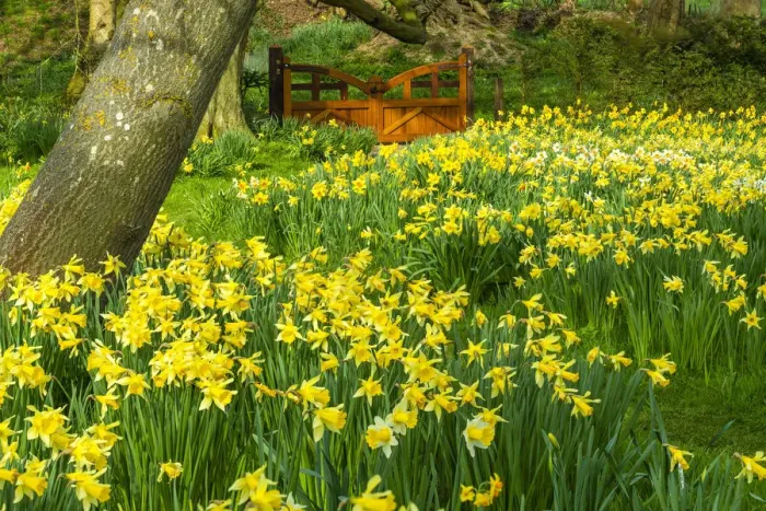 Framed Print : Daffodils & Garden Gate, Hindringham Hall Gardens in Spring, Hindringham, Norfolk Framed Print : Daffodils & Garden Gate, Hindringham Hall Gardens in Spring, Hindringham, Norfolk