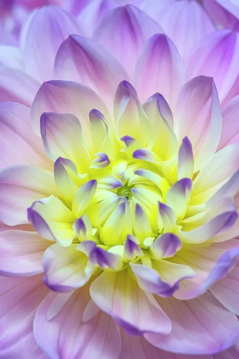 Framed Print : Dahlia blossom close-up, Thornton, Ontario, Canada Framed Print : Dahlia blossom close-up, Thornton, Ontario, Canada