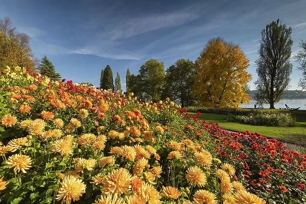 Dahlias in Autumn, Mainau Island, Lake Constance, Germany
