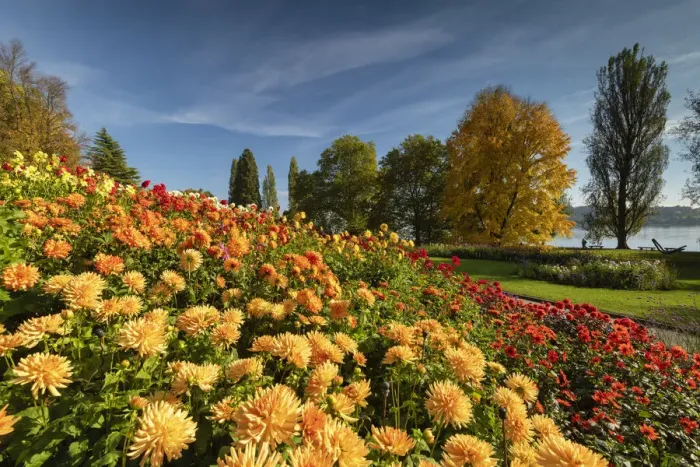 Framed Print : Dahlias in Autumn, Mainau Island, Lake Constance, Germany Framed Print : Dahlias in Autumn, Mainau Island, Lake Constance, Germany