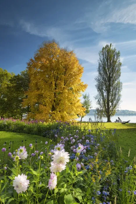 Framed Print : Dahlias & Kuchenbaume Tree in Autumn, Mainau Island, Lake Constance, Germany Framed Print : Dahlias & Kuchenbaume Tree in Autumn, Mainau Island, Lake Constance, Germany