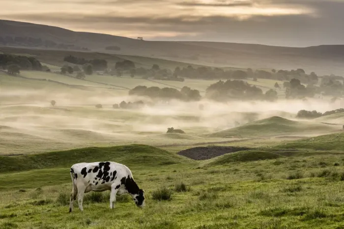 Framed Print : Dairy cow grazing, Wensleydale, Yorkshire Dales National Park, North Yorkshire, England Framed Print : Dairy cow grazing, Wensleydale, Yorkshire Dales National Park, North Yorkshire, England