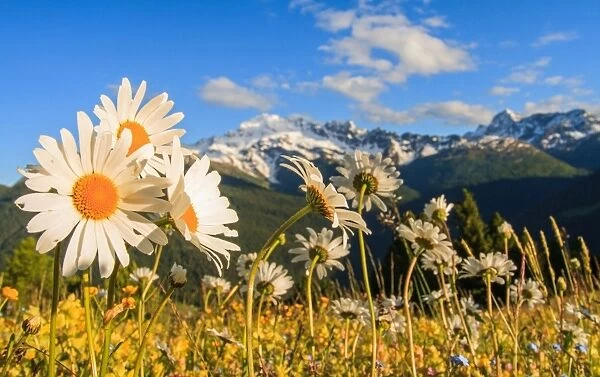 Daisy flower meadows in Stelvio National Park in summer. Sondrio district, Stelvio National Park