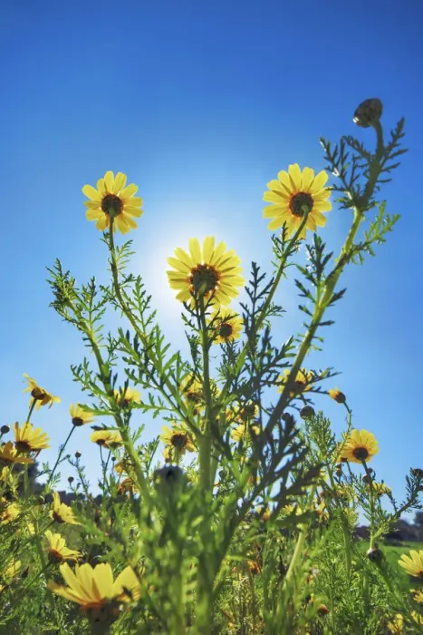Framed Print : Daisy - Italy, Sicily, Siracusa, Cassibile Framed Print : Daisy - Italy, Sicily, Siracusa, Cassibile