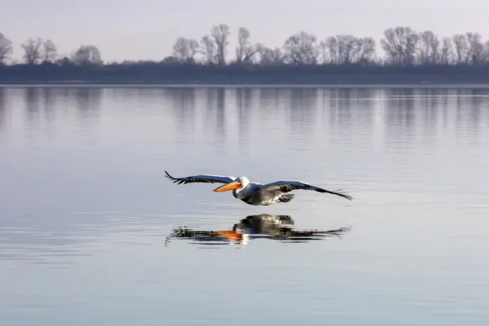 Framed Print : A Dalmatian pelican flies across lake Kerkini, Lake Kerkini National Park, Serres, Greece Framed Print : A Dalmatian pelican flies across lake Kerkini, Lake Kerkini National Park, Serres, Greece