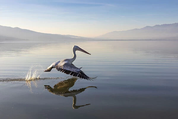 A Dalmatian pelican flies across lake Kerkini, Lake Kerkini National Park, Serres, Greece