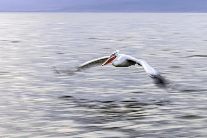 Framed Print : Dalmatian pelican flies with motion blur, Lake Kerkini National Park, Serres, Greece Framed Print : Dalmatian pelican flies with motion blur, Lake Kerkini National Park, Serres, Greece