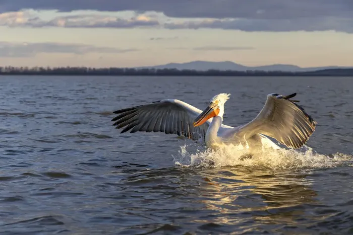 Framed Print : A Dalmatian pelican lands on the water, Lake Kerkini National Park, Serres, Greece Framed Print : A Dalmatian pelican lands on the water, Lake Kerkini National Park, Serres, Greece