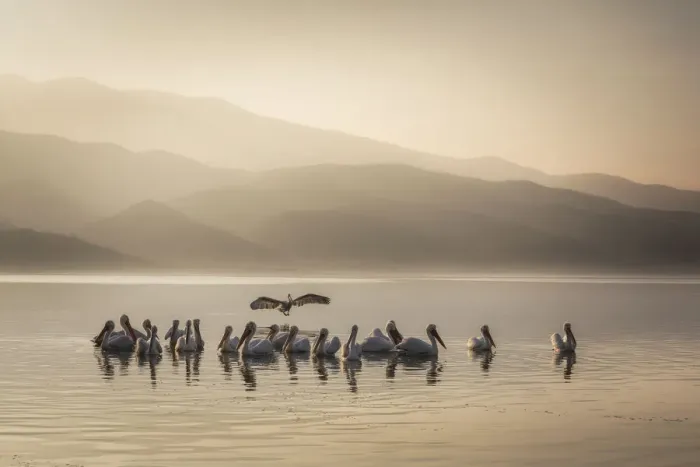 Framed Print : Dalmatian Pelican (Pelecanus crispus), Lake Kerkini, Greece