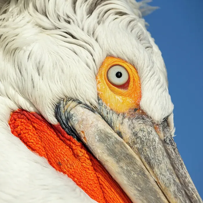 Framed Print : Dalmatian Pelican (Pelecanus crispus), portrait of adult, Lake Kerkini, Greece, February 2016 Framed Print : Dalmatian Pelican (Pelecanus crispus), portrait of adult, Lake Kerkini, Greece, February 2016