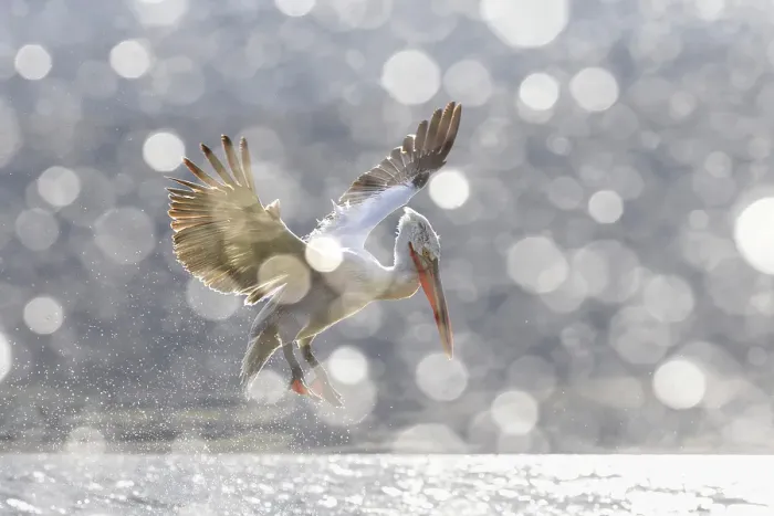 Framed Print : Dalmatian Pelican (Pelecanus crispus), Adult in flight with bokeh created by water spray from bow of boat, Lake Kerkini, Greece, January 2022 Framed Print : Dalmatian Pelican (Pelecanus crispus), Adult in flight with bokeh created by water spray from bow of boat, Lake Kerkini, Greece, January 2022