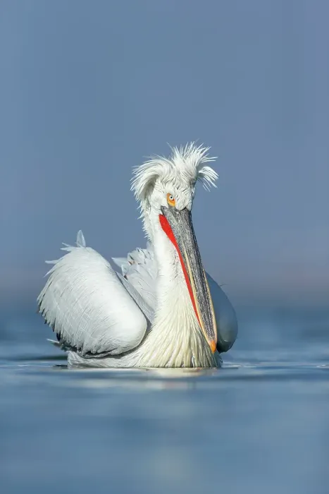 Framed Print : Dalmatian Pelican (Pelecanus crispus), Lake Kerkini, Greece, February 2014 Framed Print : Dalmatian Pelican (Pelecanus crispus), Lake Kerkini, Greece, February 2014