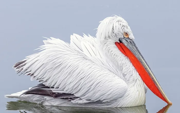 Framed Print : Dalmatian Pelican (Pelecanus crispus), Lake Kerkini, Northern Greece Framed Print : Dalmatian Pelican (Pelecanus crispus), Lake Kerkini, Northern Greece