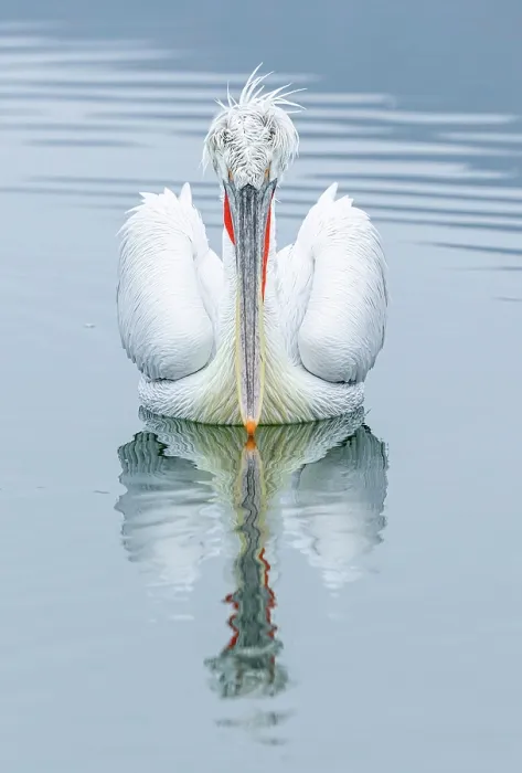 Framed Print : Dalmatian Pelican (Pelecanus crispus), Lake Kerkini, Northern Greece Framed Print : Dalmatian Pelican (Pelecanus crispus), Lake Kerkini, Northern Greece