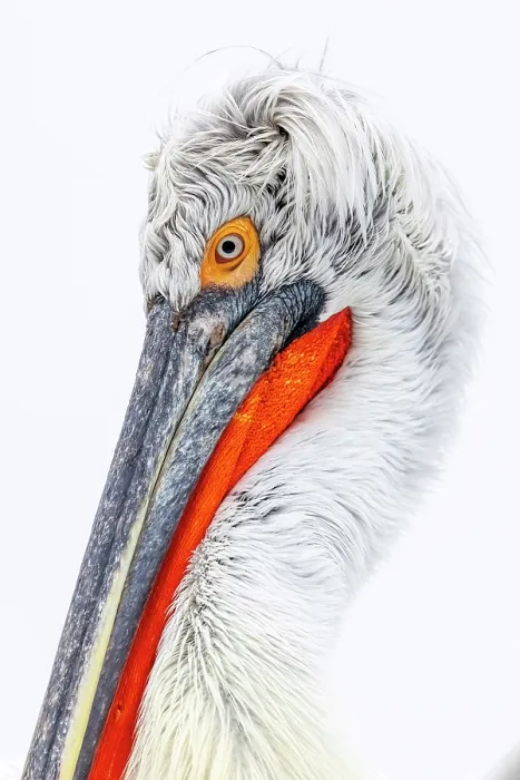 Framed Print : Dalmatian Pelican (Pelecanus crispus), Lake Kerkini, Northern Greece Framed Print : Dalmatian Pelican (Pelecanus crispus), Lake Kerkini, Northern Greece