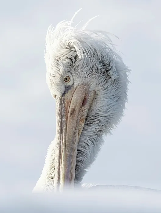 Framed Print : Dalmatian Pelican (Pelecanus crispus), Lake Kerkini, Northern Greece Framed Print : Dalmatian Pelican (Pelecanus crispus), Lake Kerkini, Northern Greece