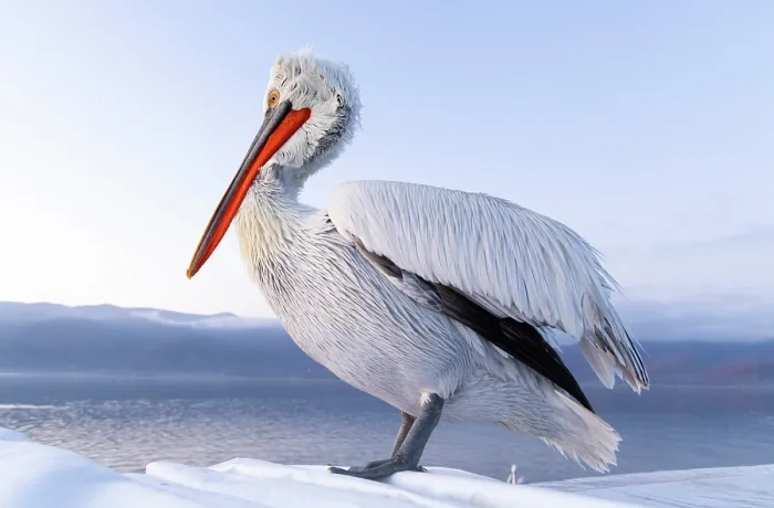 Framed Print : Dalmatian Pelican (Pelecanus crispus), Lake Kerkini, Northern Greece Framed Print : Dalmatian Pelican (Pelecanus crispus), Lake Kerkini, Northern Greece